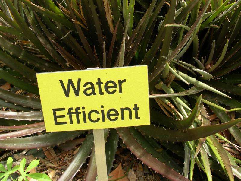 Water-efficient sign placed among green plants.